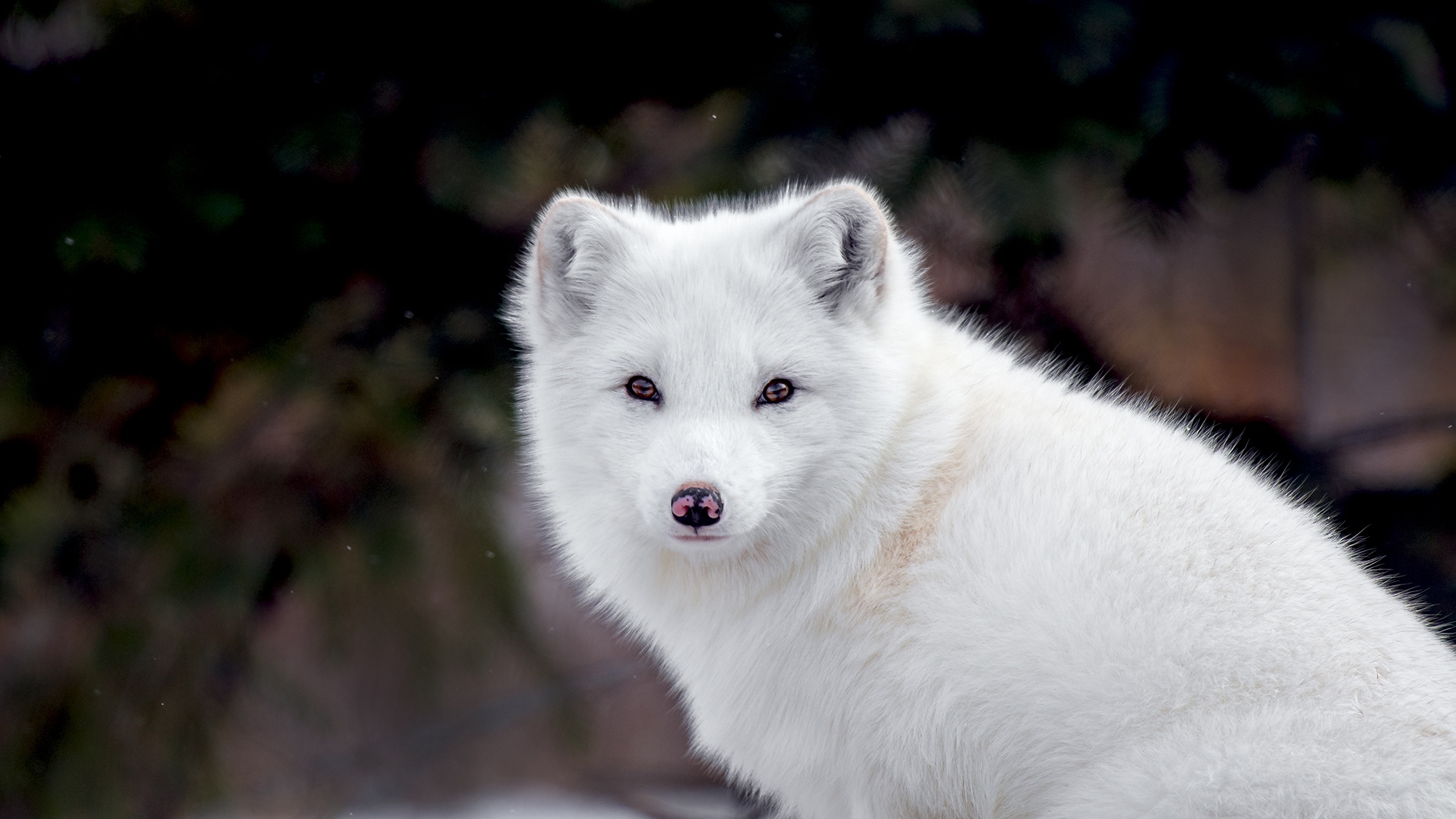 Download Animal Arctic Fox HD Wallpaper