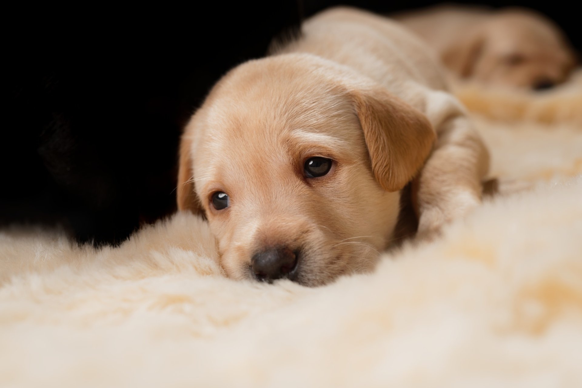 Download Cute Baby Animal Puppy Dog Animal Golden Retriever HD Wallpaper