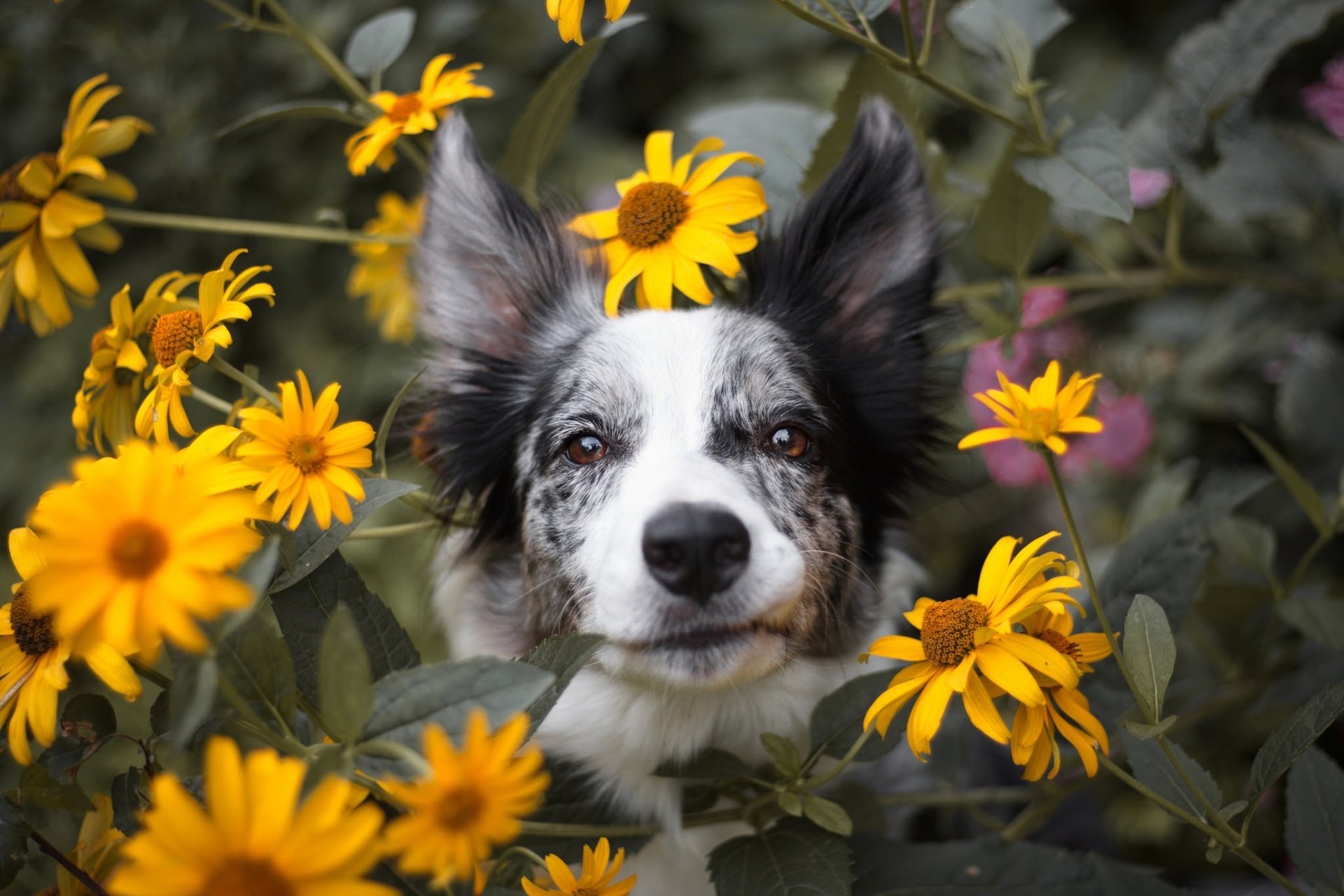 Download Yellow Flower Dog Animal Border Collie HD Wallpaper