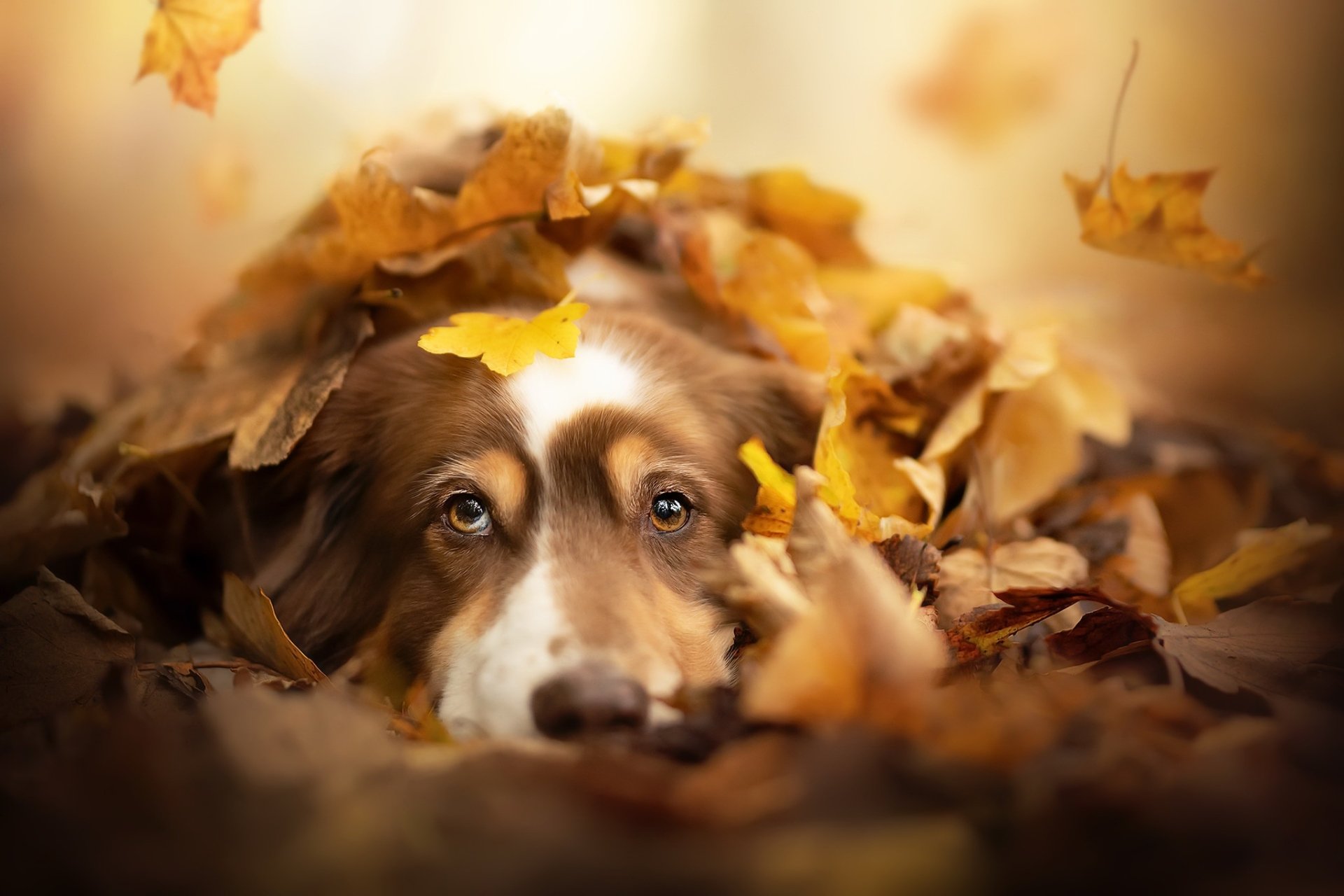 Dog HD Wallpaper