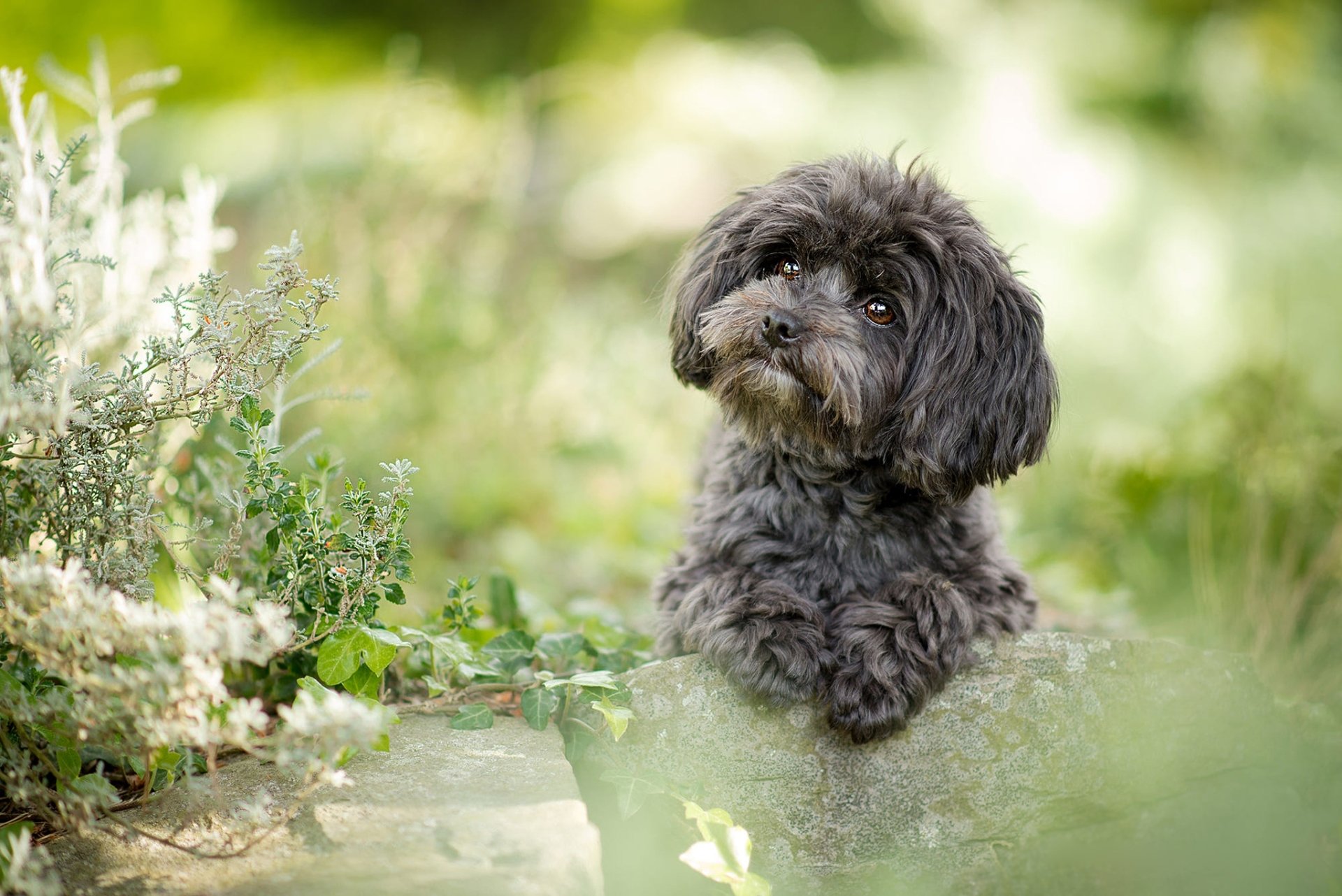 Download Dog Animal Poodle HD Wallpaper