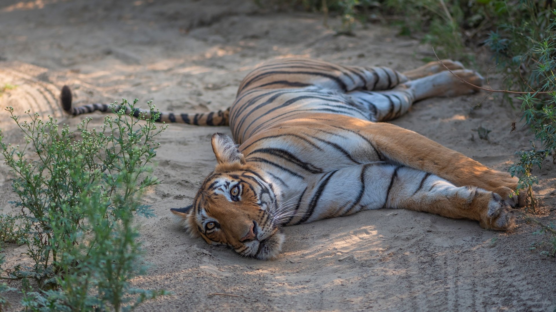 Download Animal Tiger 4k Ultra HD Wallpaper