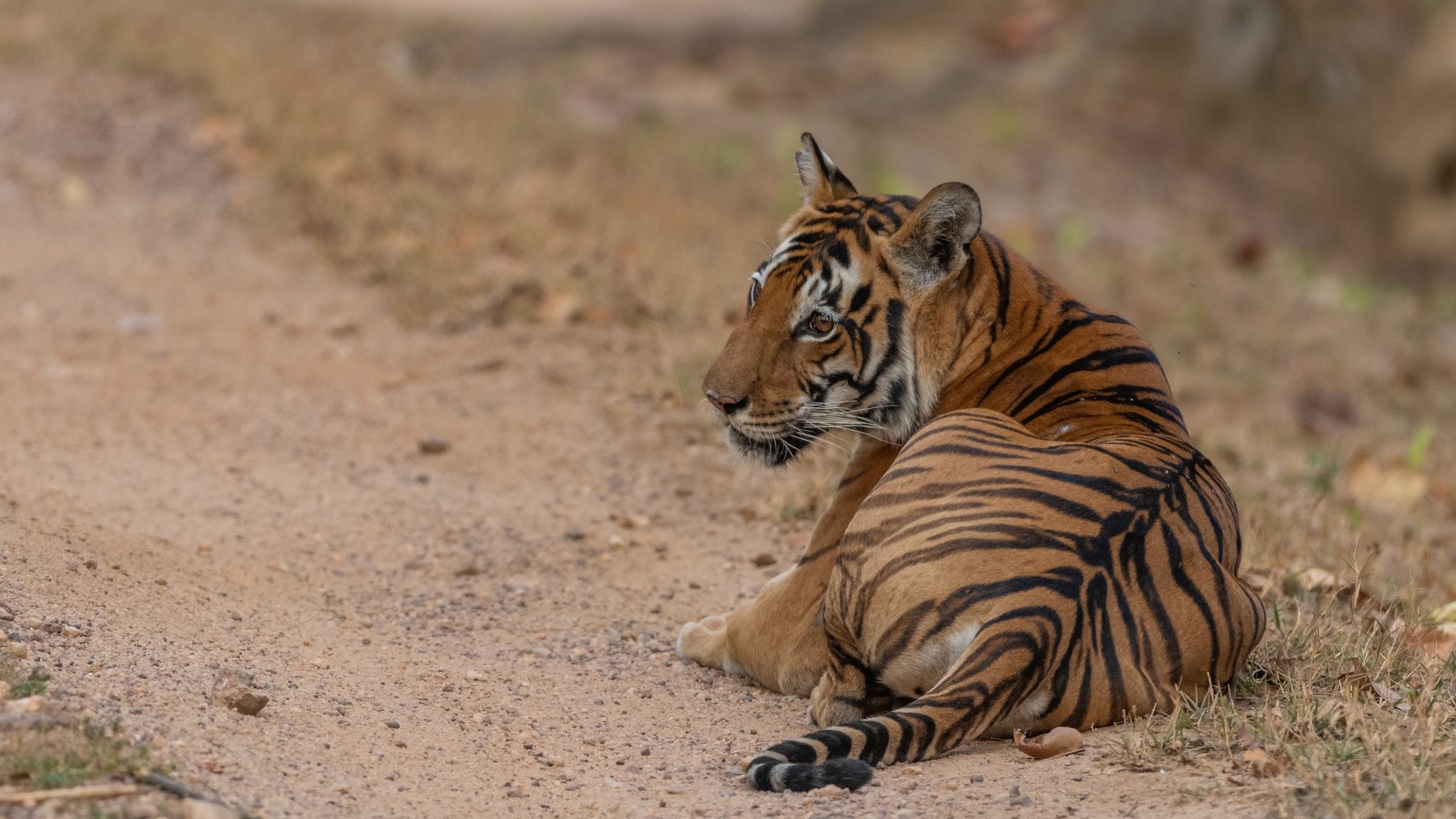 Download Animal Tiger 4k Ultra HD Wallpaper