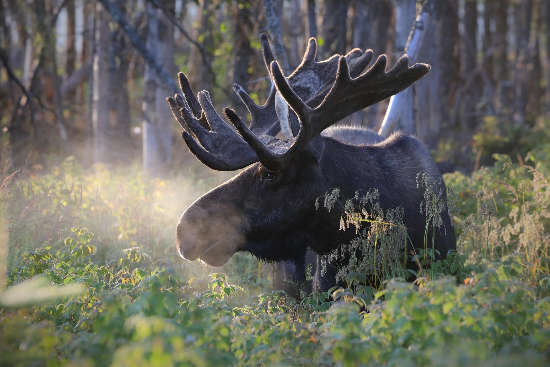 Moose HD Wallpaper | Background Image | 3072x2048