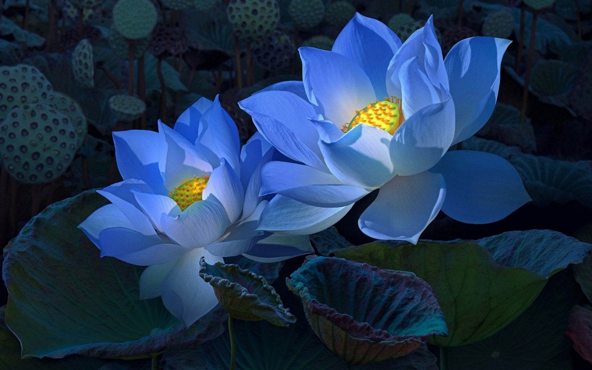 Blue Lotus Flowers 高清壁纸 桌面背景 19x10 Id Wallpaper Abyss