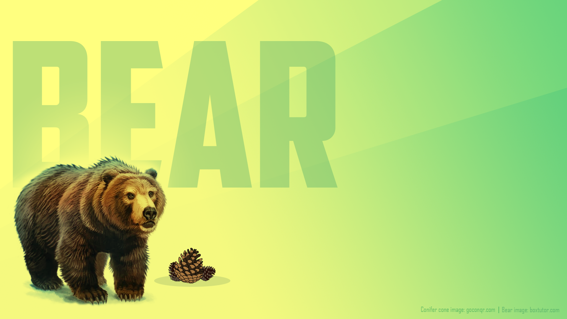 Download Pine Cone Animal Bear HD Wallpaper by evilstorm