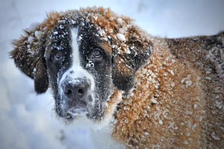 dog snow winter Animal St. Bernard HD Desktop Wallpaper | Background Image