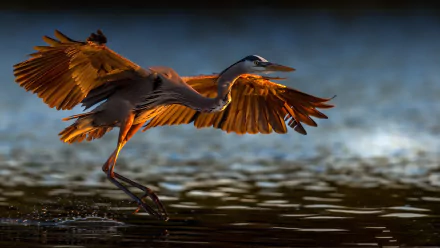 heron bird Animal great blue Heron HD Desktop Wallpaper | Background Image