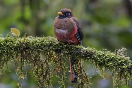 passerine trogon Animal bird HD Desktop Wallpaper | Background Image
