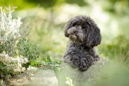 dog Animal poodle HD Desktop Wallpaper | Background Image