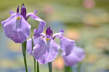 nature iris HD Desktop Wallpaper | Background Image