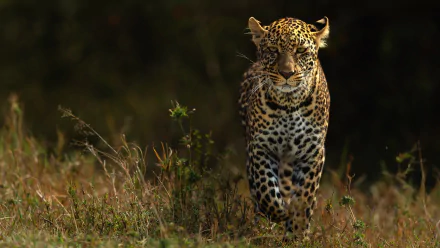  Leopard Walking in the Tall Grass