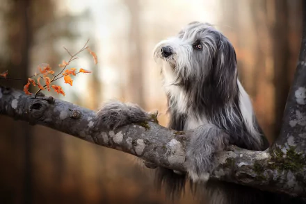 Bearded collie Animal dog HD Desktop Wallpaper | Background Image