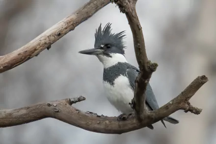 A belted kingfisher bird perched on a branch, captured in HD as a detailed animal PC desktop wallpaper.
