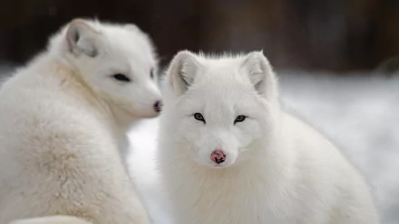 Animal arctic fox HD Desktop Wallpaper | Background Image