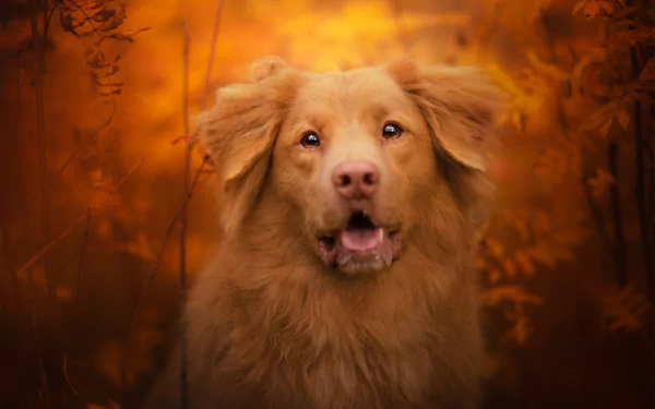 dog Animal nova scotia duck tolling retriever HD Desktop Wallpaper | Background Image