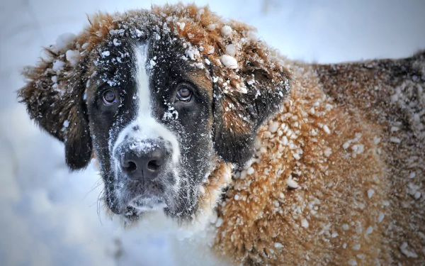 Close-up of a snow-dusted St. Bernard dog in winter with frosty fur — 2K Quad HD PC desktop wallpaper background.