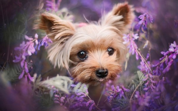 Animal Yorkshire Terrier Dogs Dog Purple Flower HD Wallpaper | Background Image