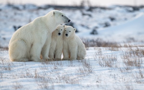 Animal Polar Bear Bears Baby Animal Cub HD Wallpaper | Background Image