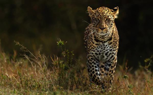 A majestic leopard walking through tall grass, captured in stunning detail for a 4K Ultra HD PC desktop wallpaper and background.