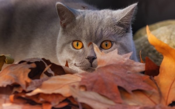 Animal Cat Cats Leaf Stare HD Wallpaper | Background Image