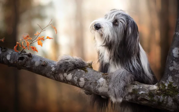 Bearded collie Animal dog HD Desktop Wallpaper | Background Image