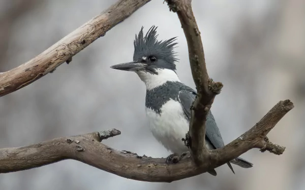 A belted kingfisher bird perched on a branch, captured in HD as a detailed animal PC desktop wallpaper.