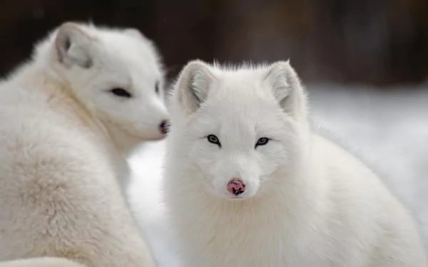 HD PC desktop wallpaper featuring two white arctic foxes with soft fur against a blurred natural background.