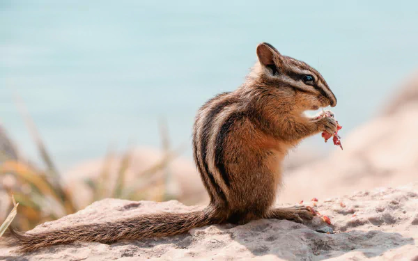 rodent Animal chipmunk HD Desktop Wallpaper | Background Image