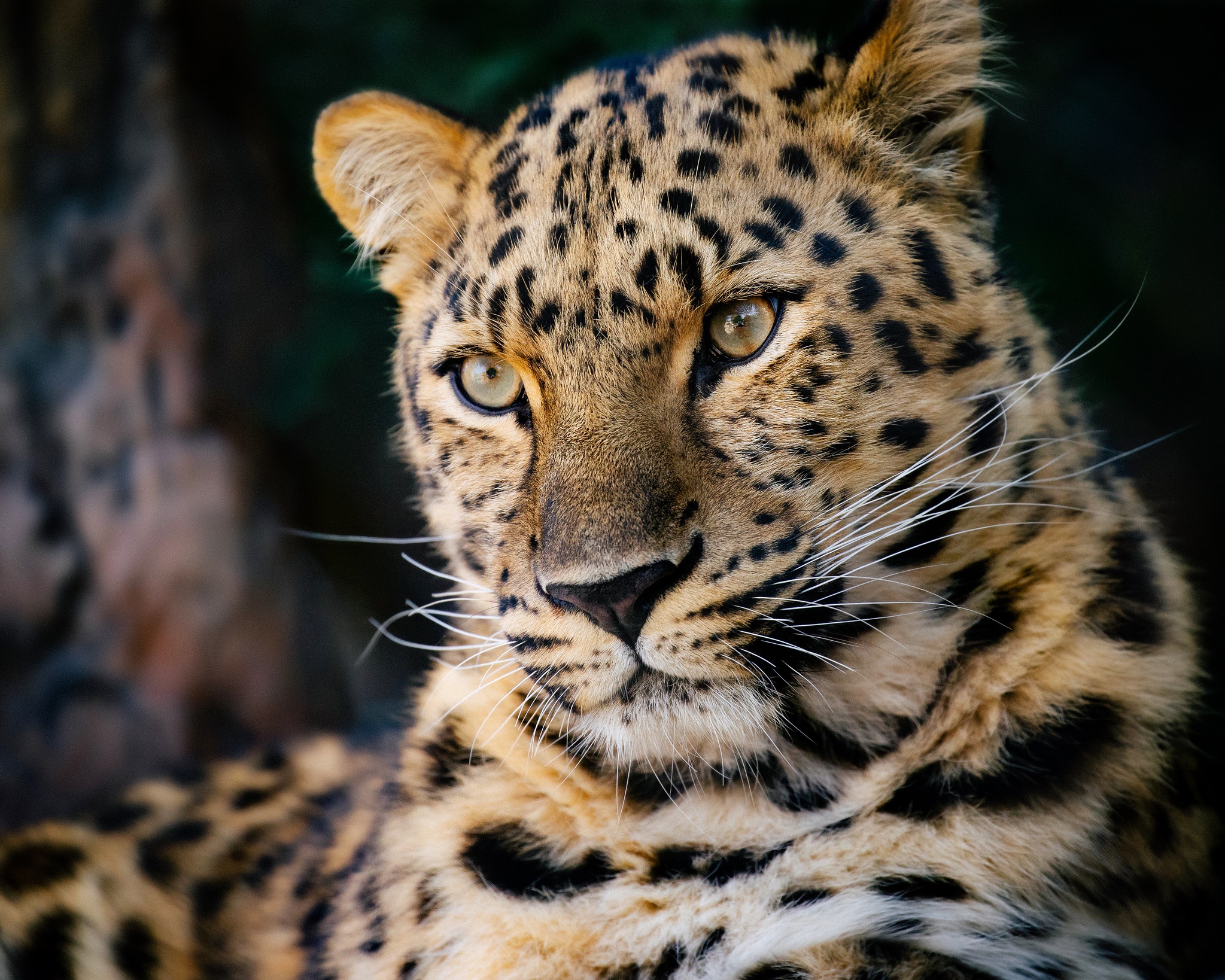 Download Animal Leopard HD Wallpaper