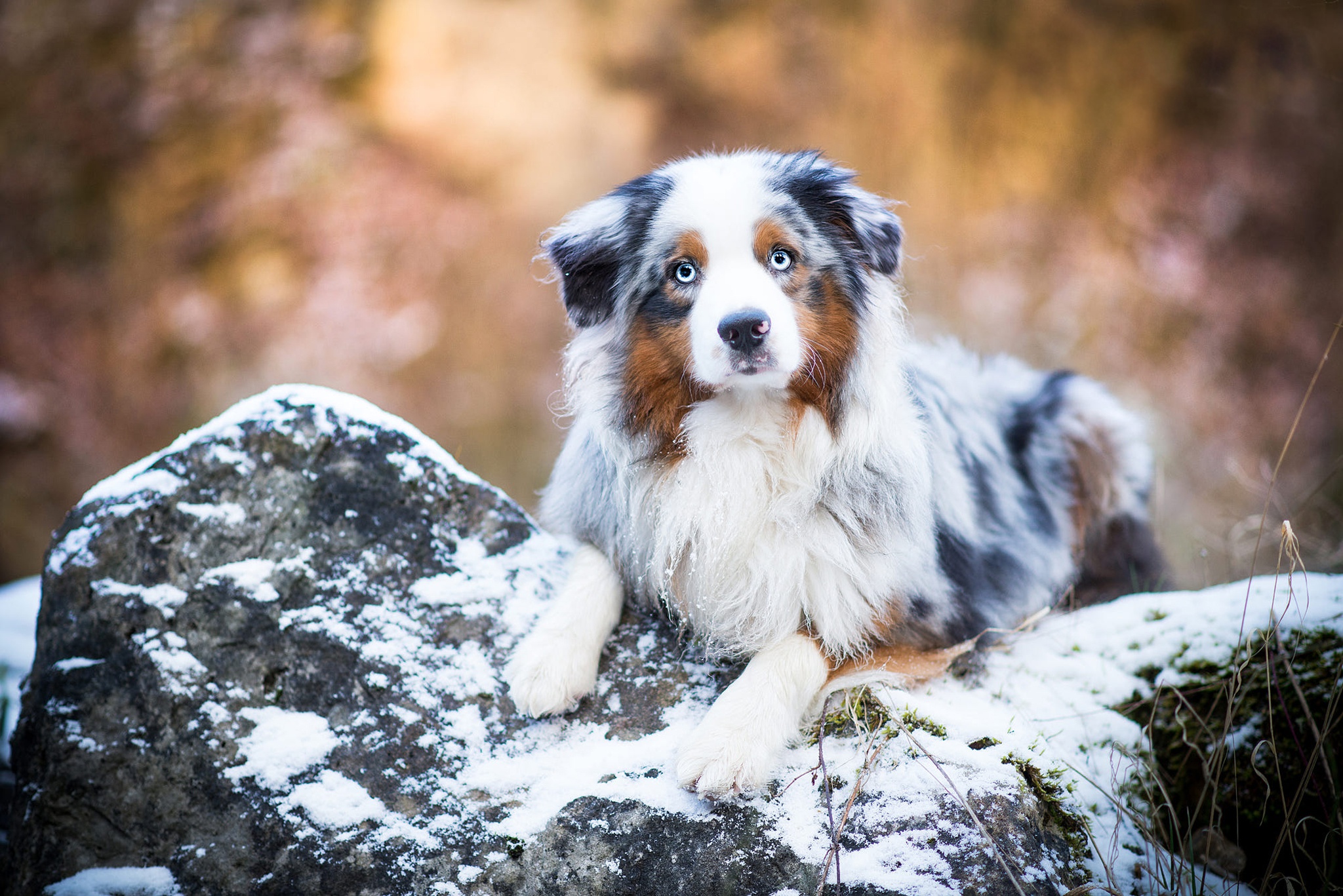 Australian Sheperd Dog Food Photograph