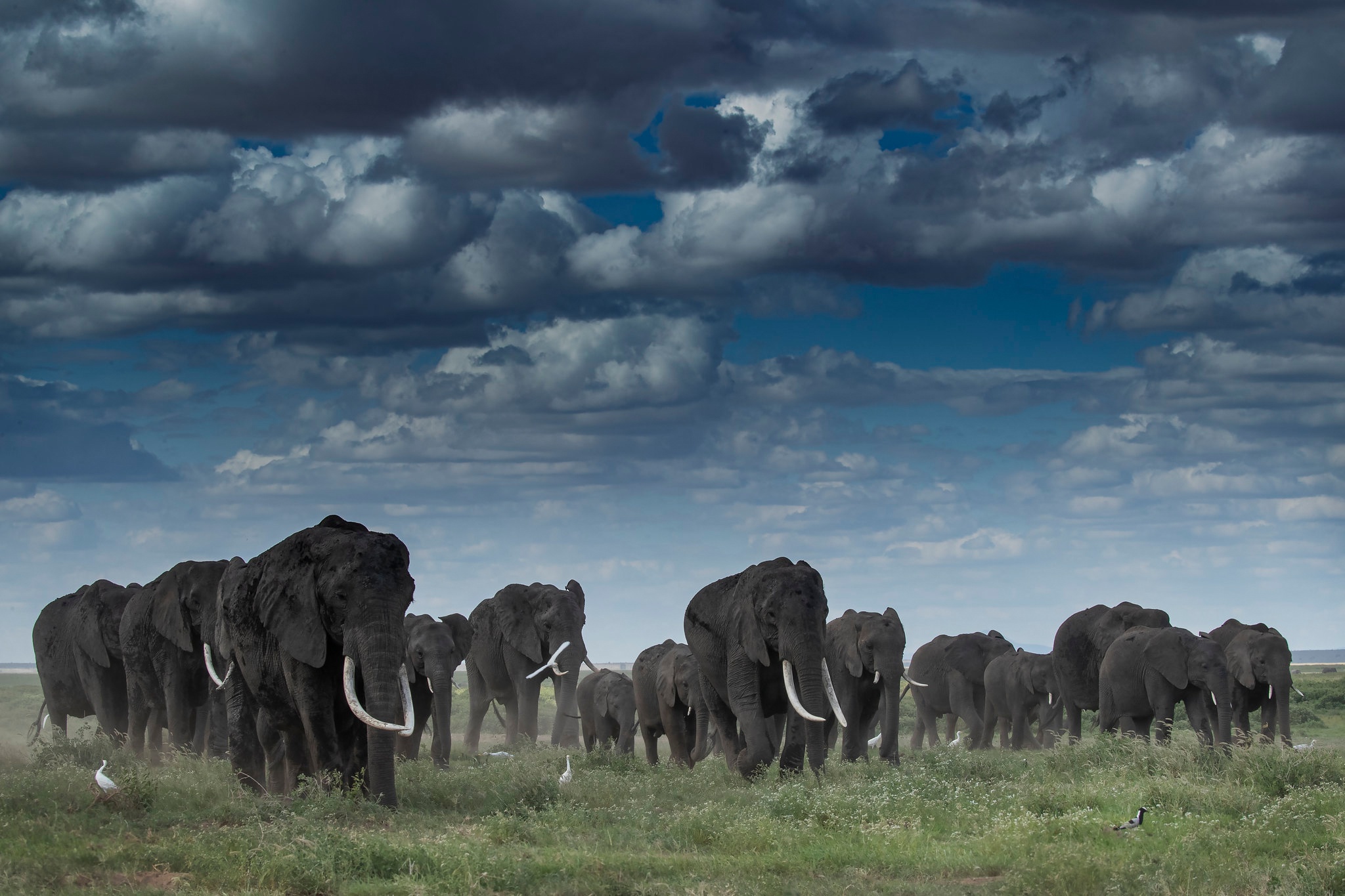 Download Cloud Animal African Bush Elephant HD Wallpaper