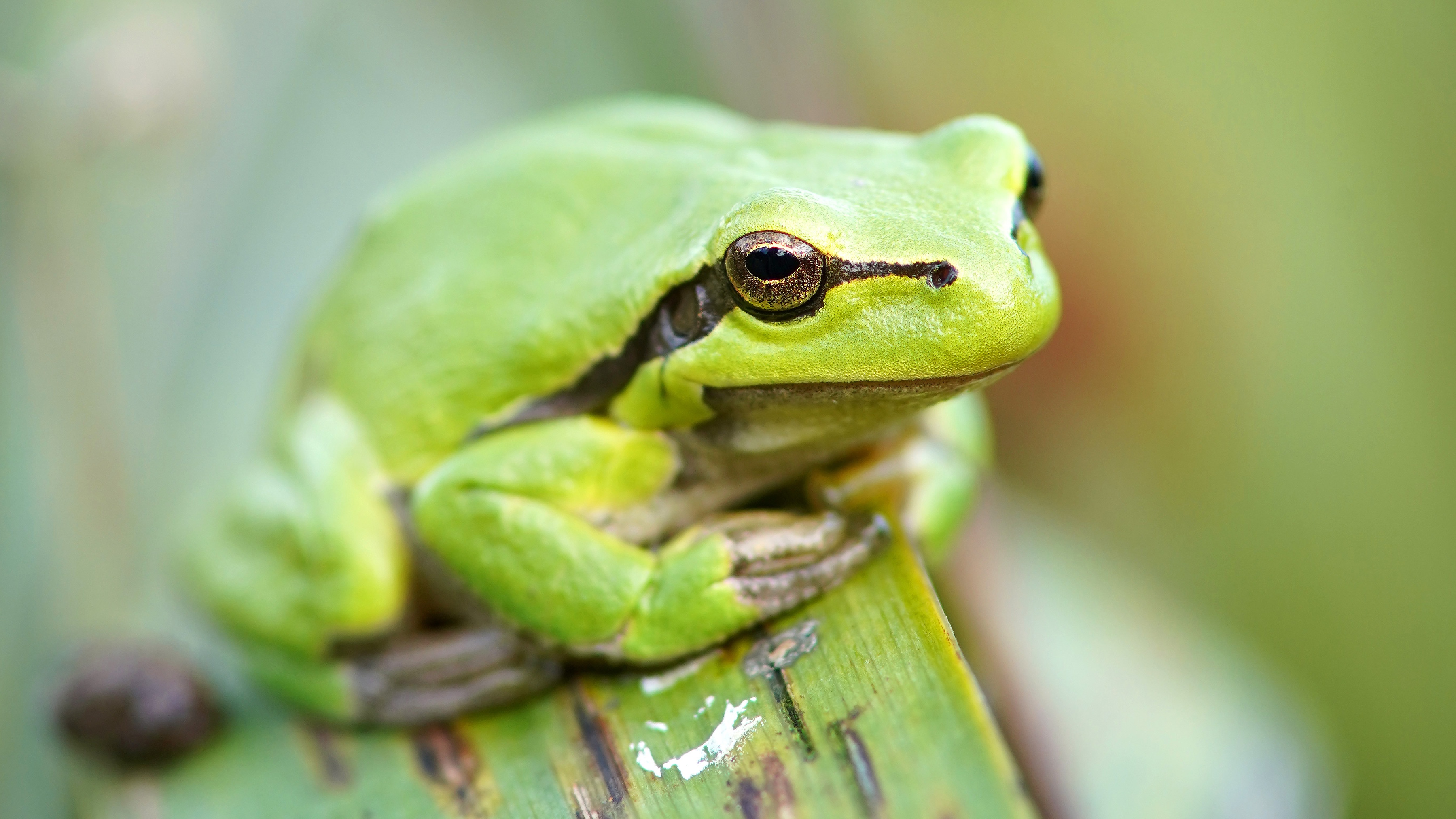 Close up of a green frog sitting on a leaf