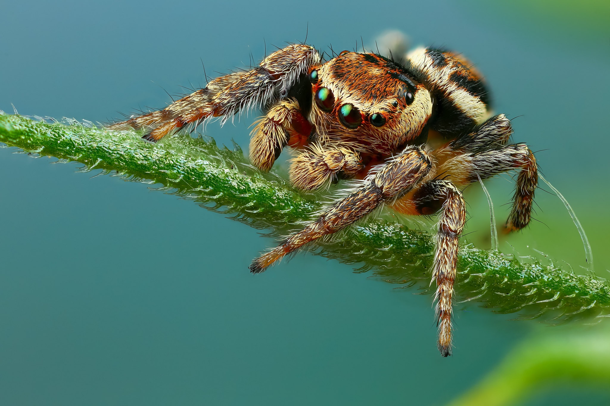 Spider HD Wallpaper