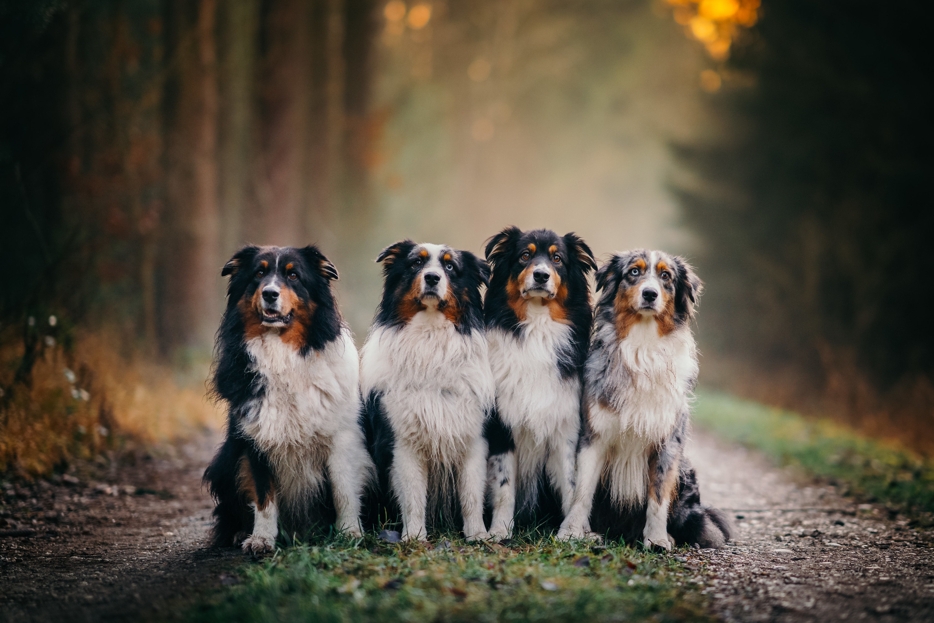 Australian Shepherd HD Wallpaper | Background Image | 3072x2048 | ID