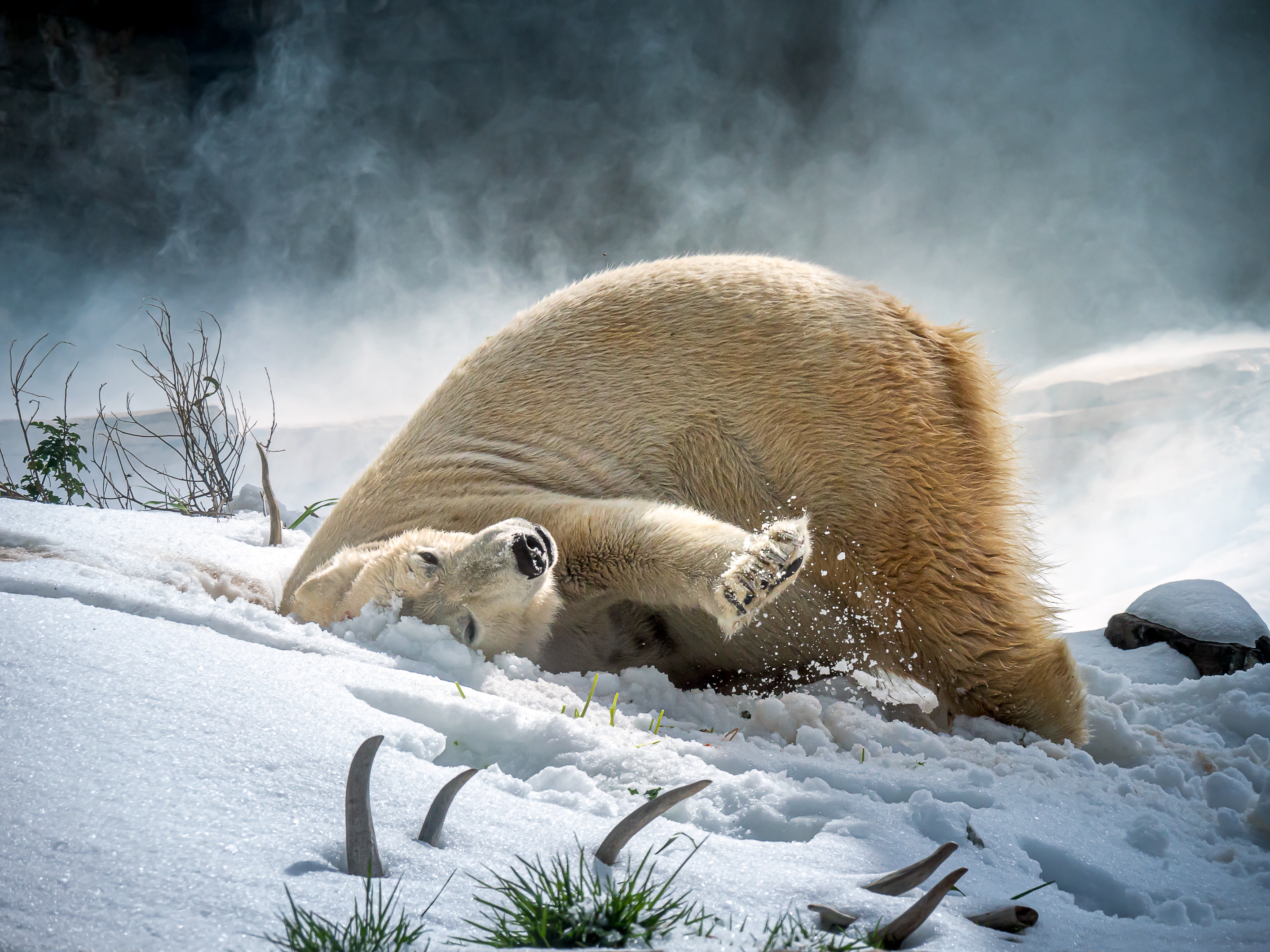 Snowy bear. Белый медведь. Медведь зимой. Белый медведь зимой. Белый медведь на снегу.