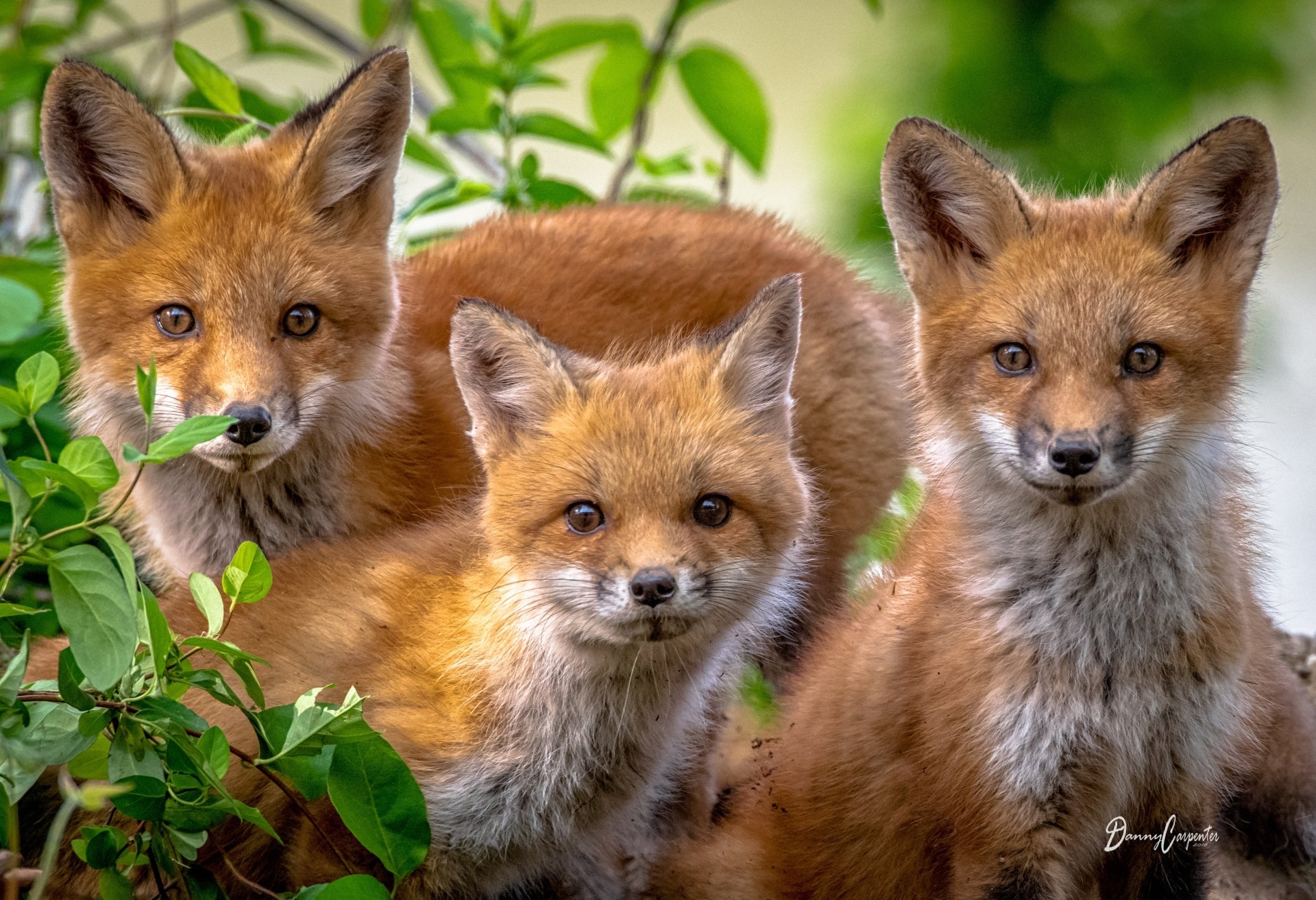 Three curious baby foxes surrounded by green foliage, captured in sharp detail as a 4K Ultra HD PC desktop wallpaper and background.