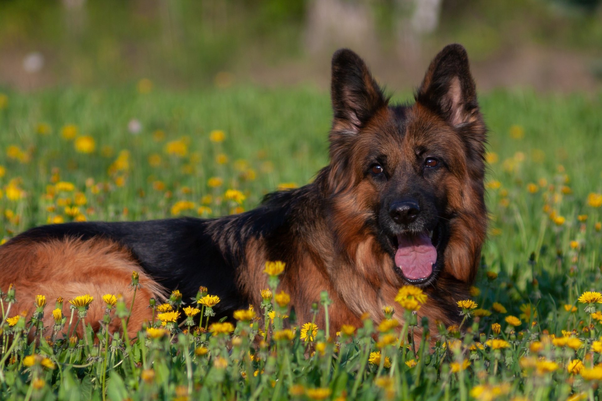 Download Dog Animal German Shepherd 4k Ultra HD Wallpaper