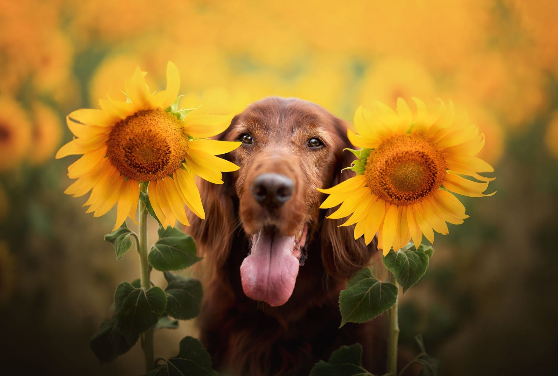 Download Yellow Flower Dog Flower Sunflower Animal Spaniel HD Wallpaper