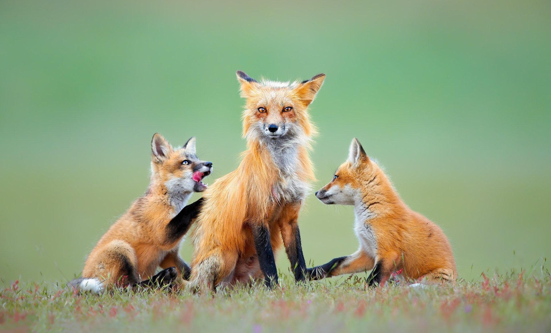 Download Cub Baby Animal Animal Fox HD Wallpaper