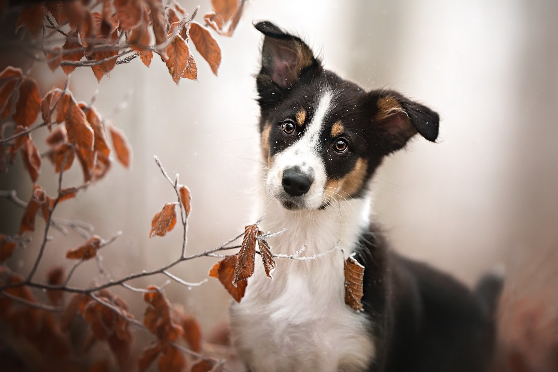 Download Animal Dog HD Wallpaper | 2048x1365 | Wallpaper Abyss