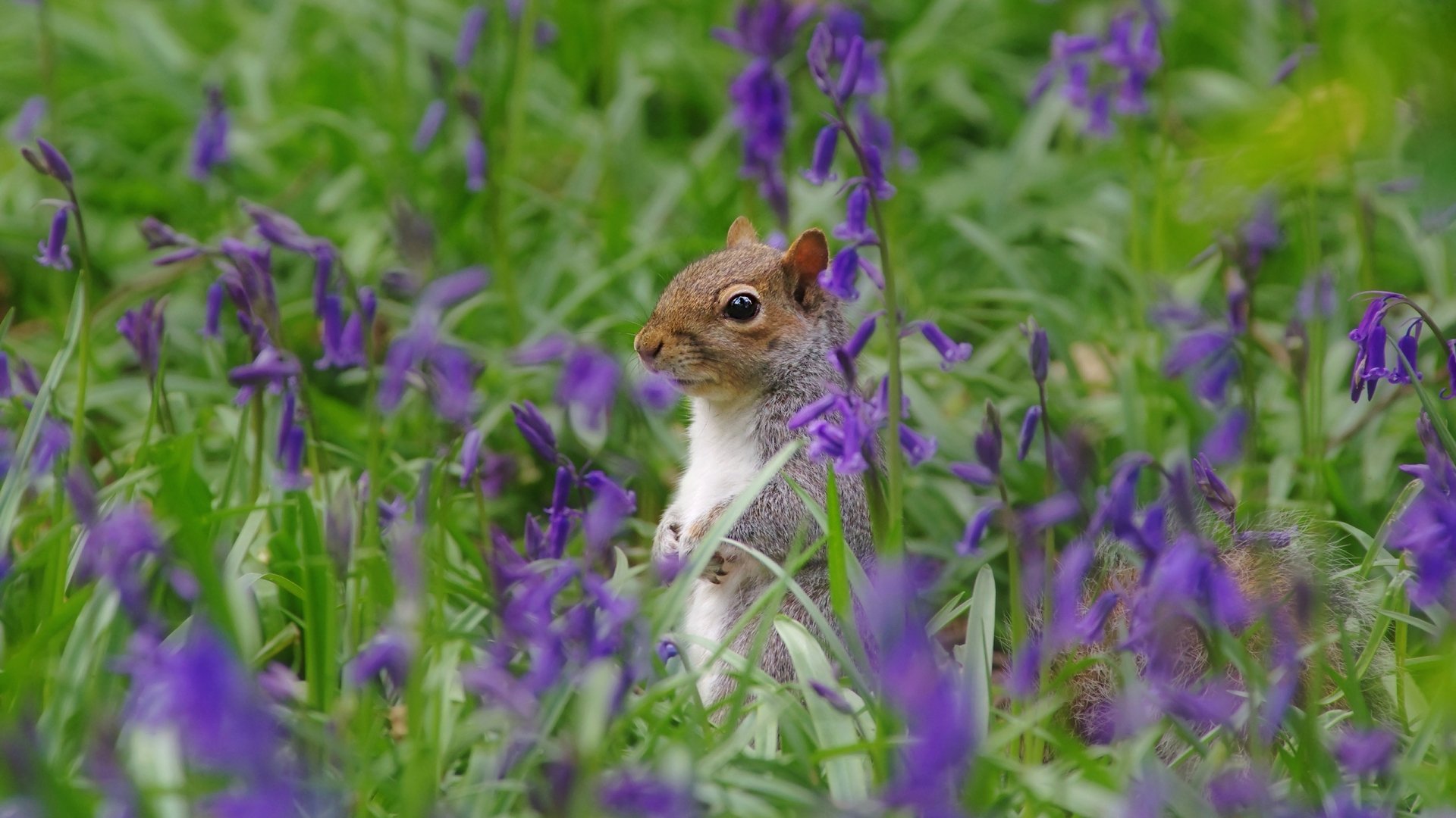 Download Purple Flower Flower Rodent Animal Squirrel HD Wallpaper