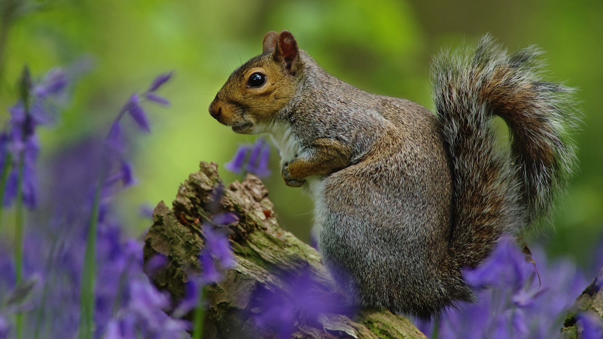 Download Purple Flower Flower Rodent Animal Squirrel HD Wallpaper