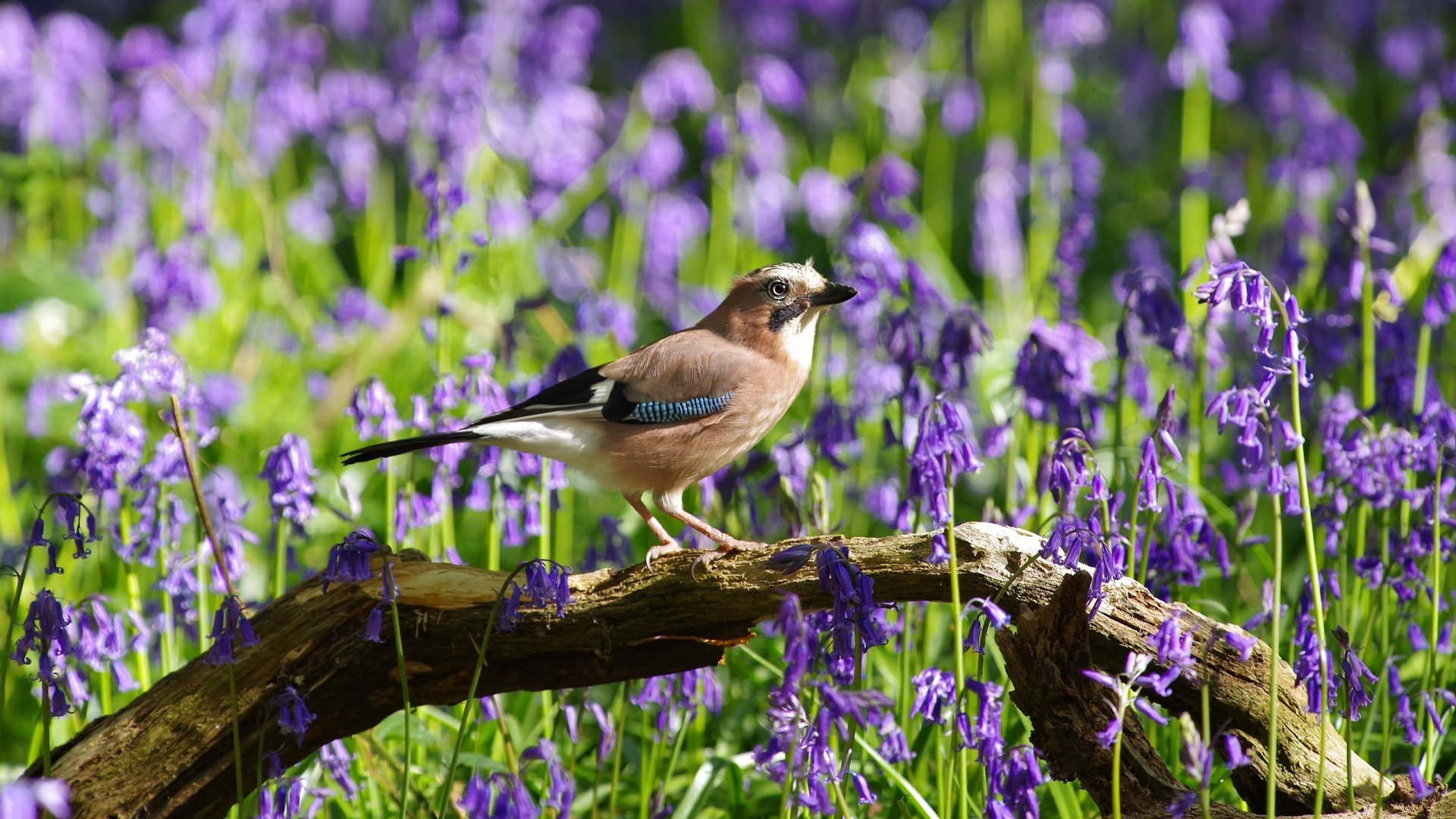 Download Purple Flower Flower Animal Eurasian Jay HD Wallpaper