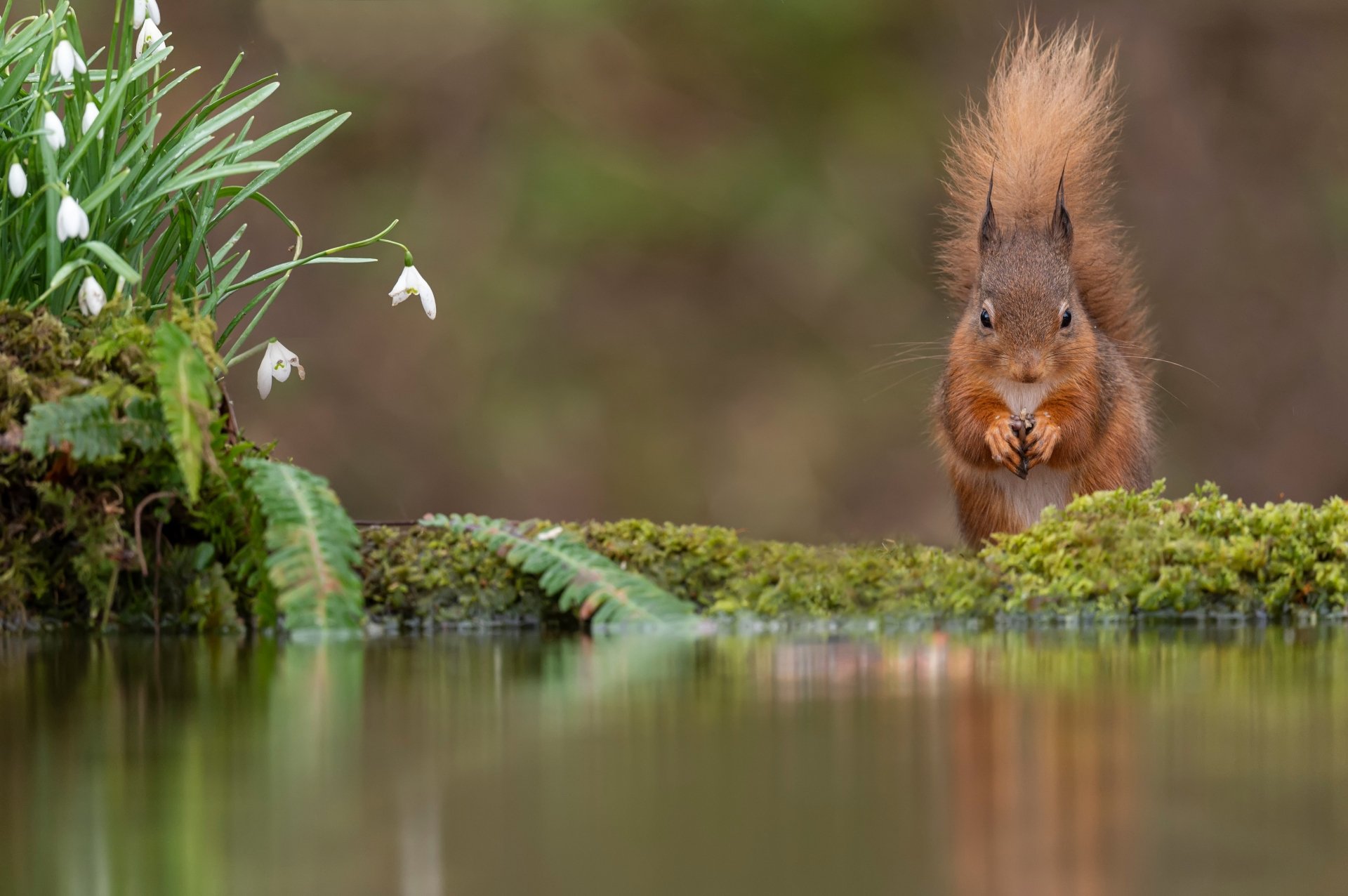 Squirrel 4k Ultra HD Wallpaper | Background Image | 4610x3063 | ID