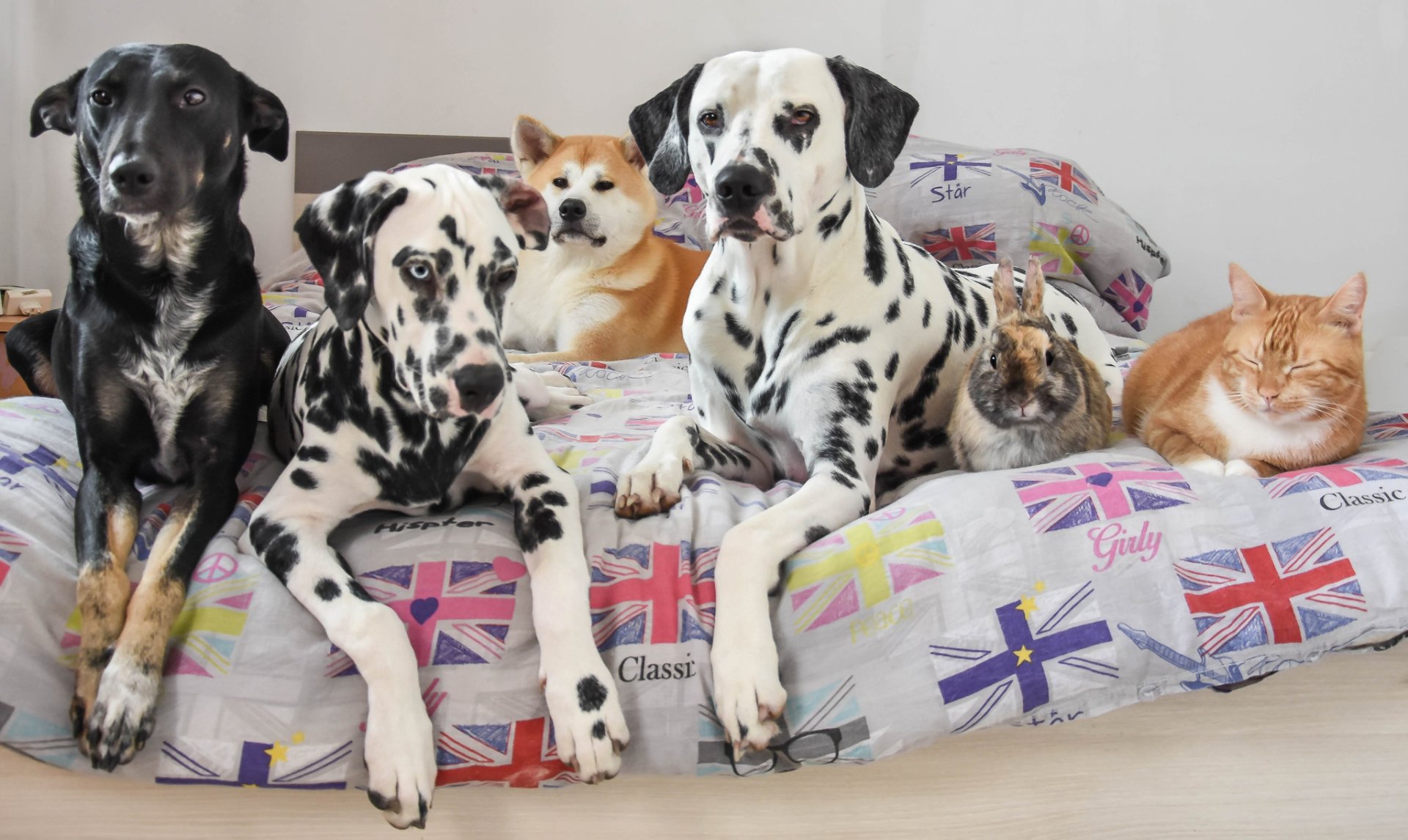 Download Akita Dalmatian Rabbit Dog Cat Animal Pets Cat & Dog HD Wallpaper