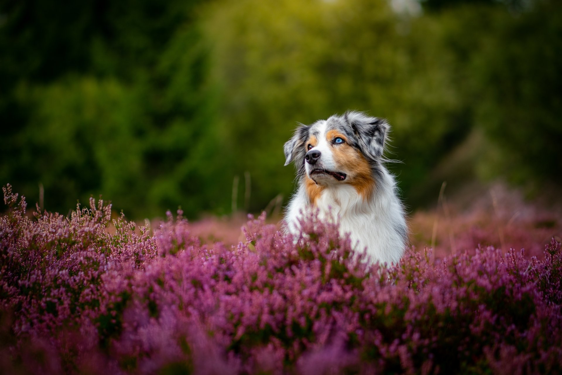 Download Flower Heather Dog Animal Australian Shepherd 4k Ultra HD Wallpaper