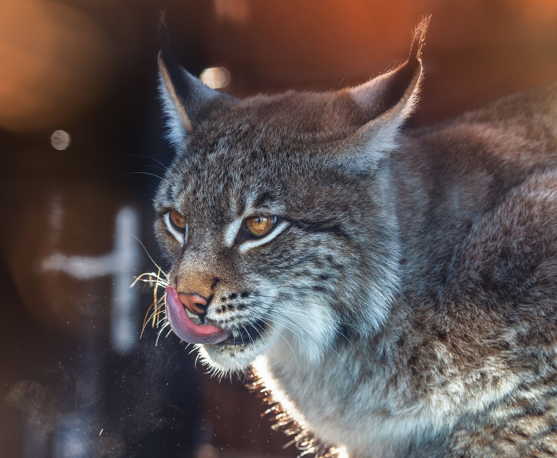 Close-up HD PC desktop wallpaper of a lynx with striking amber eyes and its tongue partially out, showcasing detailed fur and sharp features.