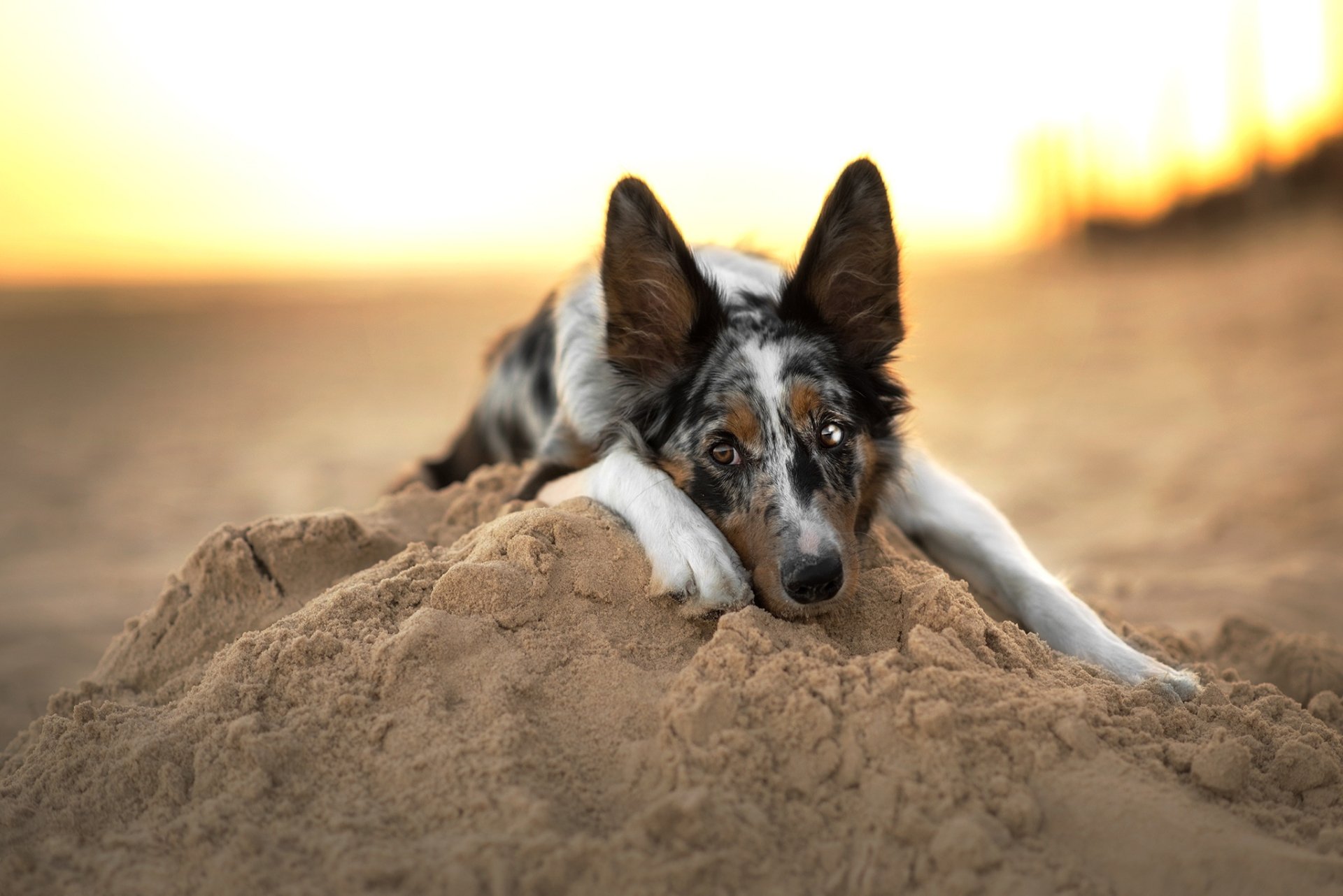 Download Sand Dog Animal Border Collie  HD Wallpaper