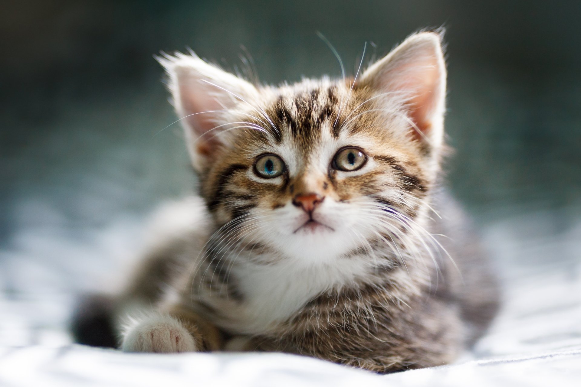 Download Baby Animal Kitten Animal Cat HD Wallpaper